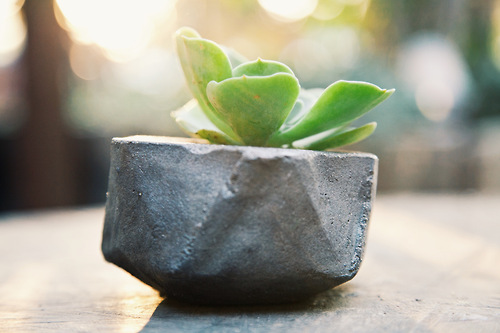 Concrete Geometric Succulent Planters via Needles + Leaves :: Giveaway